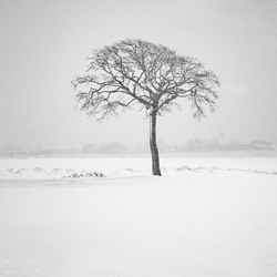 Lone Tree-Kazuyuki Toriumi-bronze-landscape-10165