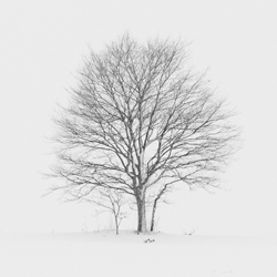 Lone Tree-Kazuyuki Toriumi-finalist-landscape-10380