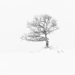 Lone Tree-Kazuyuki Toriumi-bronze-landscape-10166