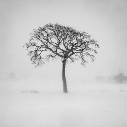 Lone Tree-Kazuyuki Toriumi-finalist-landscape-10381
