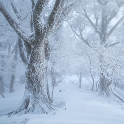 Frozen Forest-Sho Hoshino-gold-landscape-10491