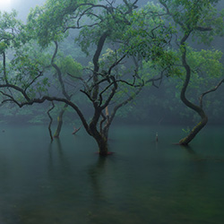 Forest in the rain-Ryohei Irie-finalist-landscape-13447