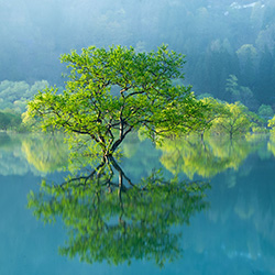 GREEN MIRROR-Kohei Shingai-finalist-landscape-13453