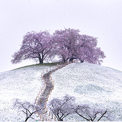 SAKURA&SNOW-Kohei Shingai-bronze-landscape-13237