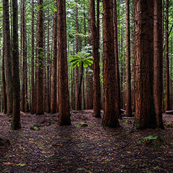 Redwood Forest-Stephan Romer-bronze-landscape-13045