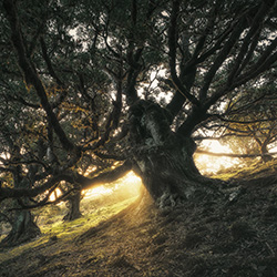ent\'s forest-Gianluca Rubinacci-bronze-landscape-13240