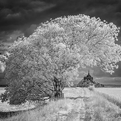 Mont Saint Michel lonely tree-Paolo Ameli-finalist-landscape-13343