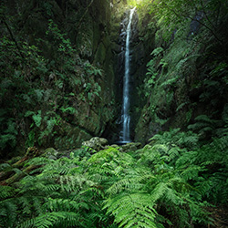 Madeira Jungle-Stefan Schaefer-finalist-landscape-13463
