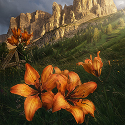 Fire Lillies-Sabine Weise-silver-landscape-13550