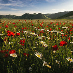Walking among flowers-Maddalena Veronesi-finalist-landscape-16408