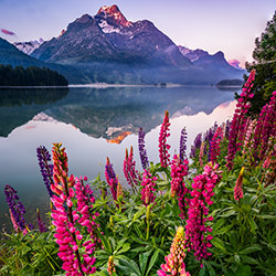 Flowerpower-Kevin Buess-finalist-landscape-16423