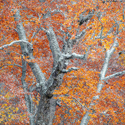 buried in autumn-Hitomi Seki-bronze-landscape-16341