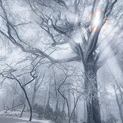 Frost glory-Yuki Kamishima-bronze-landscape-16324