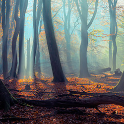 Enchanted Grove-Daniel Laan-finalist-landscape-17728