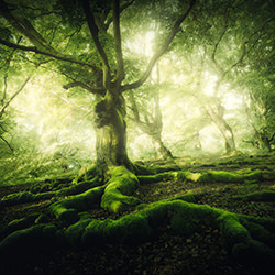 Feelers-Daniel Laan-finalist-landscape-17729