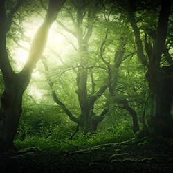Light Ritual-Daniel Laan-finalist-landscape-17730