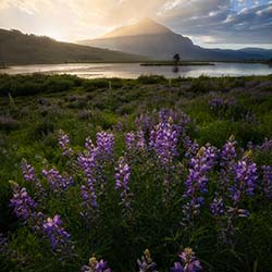 Peanut Rays-Joseph Traynor-finalist-landscape-17757