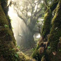 An enchanted forest-Ilaria Trezzi-finalist-landscape-17747