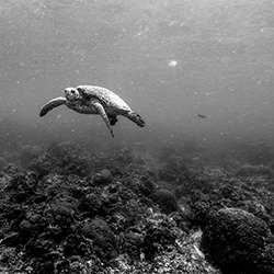 Sea Turtle Near Green Island-Clarence Lin-bronze-landscape-17587