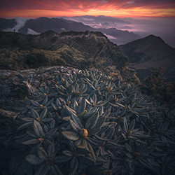 Ignite-Kit Ho-silver-landscape-17860