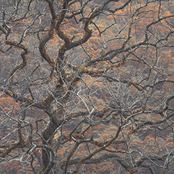 Twisted Autumn-Kit Ho-finalist-landscape-17764