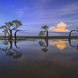 Dancing trees-Laimute Kuriene-bronze-landscape-17922