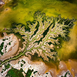 Tidal bloom-Tom Putt-gold-landscape-17770