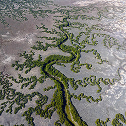 Snake River-Tom Putt-gold-landscape-17776