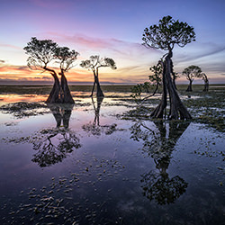 Dance of the Sumba Mangroves-Laimute Kuriene-bronze-landscape-17923