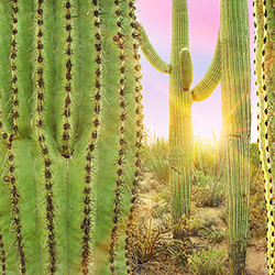 Desert Solitude-Craig Bill-bronze-landscape-17550