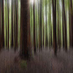 Redwood Forest-Stephan Romer-silver-landscape-17811