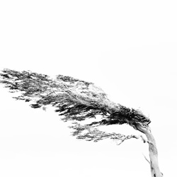 Tree from the wind (Jérôme Pace, Argentine)-Jerome Pace-finalist-mobile-5987