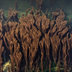 seaweed-Adolfo Enriquez-finalist-mobile-5915