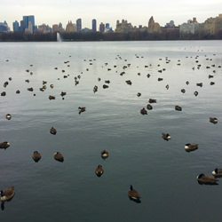 Ducks, Ducks and Ducks-Bahar Kural-finalist-mobile-5953