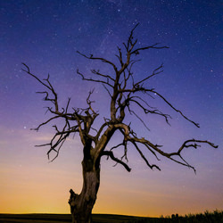 Dead tree at night-Dominika Koszowska-bronze-mobile-5871