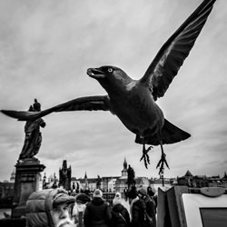 Man and bird-Dominika Koszowska-finalist-mobile-5971