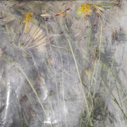 Dandelion-Natascha Auenhammer-finalist-mobile-5908