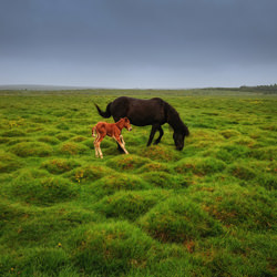 Mother with a foal-Dominika Koszowska-finalist-mobile-5976