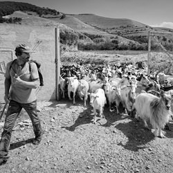 Goat shepherd-Dominika Koszowska-finalist-mobile-5978