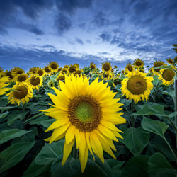 Sunflower-Marc Barthelemy-finalist-mobile-7833
