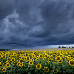 Sunflowers-Marc Barthelemy-silver-mobile-7913