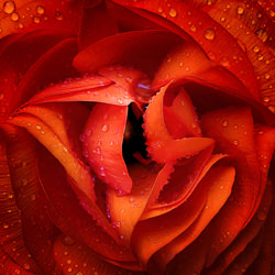 Red flower in the rain-Dominika Koszowska-bronze-mobile-7698