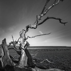 Mourning a dead tree-Dominika Koszowska-finalist-mobile-7804
