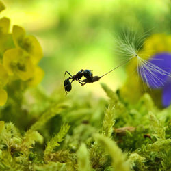 flying ant-Fabio Sartori-gold-mobile-7899