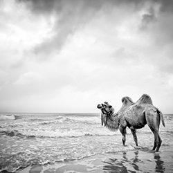 Sea Camel-Tomasz Solak-bronze-mobile-10982