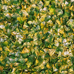 Layers of Fall-Julie Wang-finalist-mobile-11092