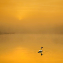 El lago de los cisnes-Dominika Koszowska-bronce-mobile-10954