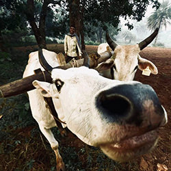 Little Closer-Supratim Das-finalist-mobile-16635
