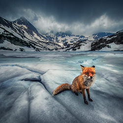 fox in the mountain-Krasi Matarov-silver-mobile-16684