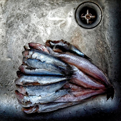 Fish-Adolfo Enriquez-finalist-still_life-5538
